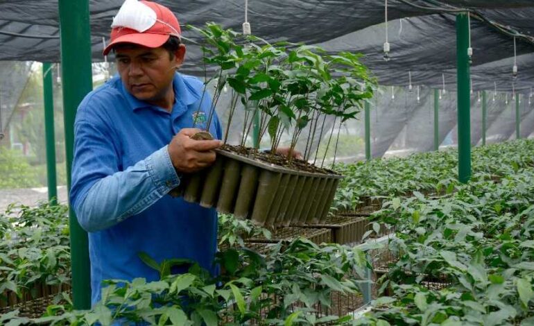 Indaga Bienestar anomalías en Sembrando Vida denunciadas por Crónica