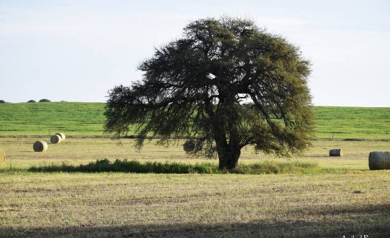 Mezquite, el árbol mexicano emblema del desierto de Chihuahua