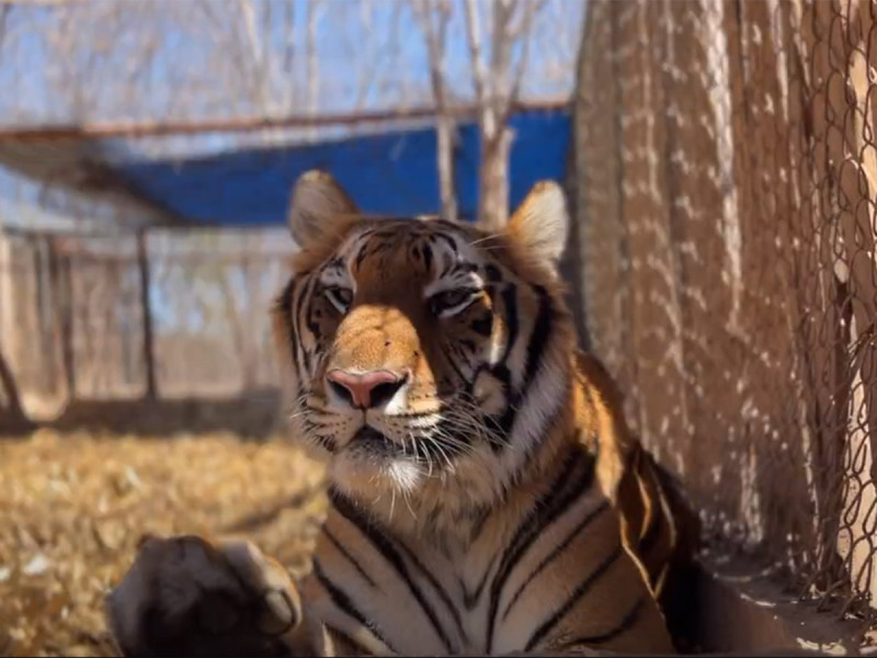 Animales rescatados de Black Jaguar – White Tiger se recuperan en Santuario Ostok