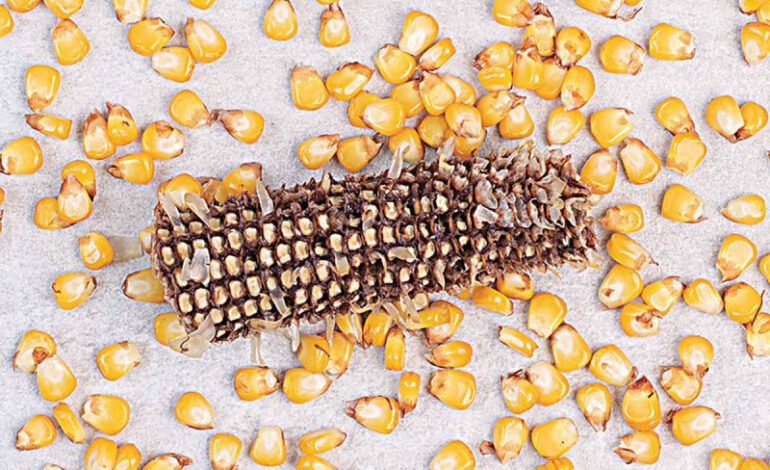 VMéxico perdería panel con EU por maíz transgénico, señalan expertos