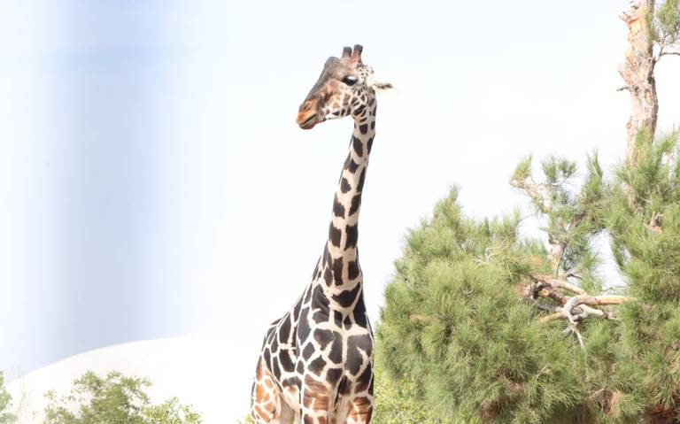 La jirafa Benito de Ciudad Juárez será llevada a Puebla