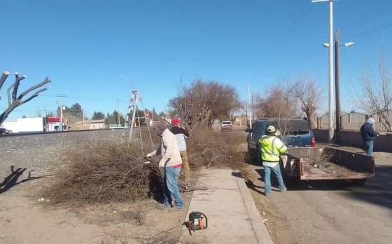 Parques y Jardines realiza poda de árboles en espacios públicos y escuelas
