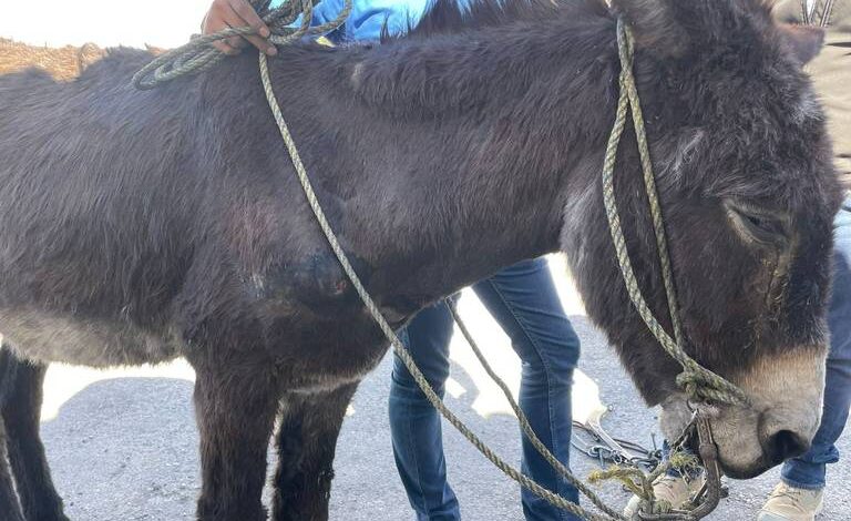 Aseguran burro por denuncias de maltrato animal en Delicias; el dueño es reincidente