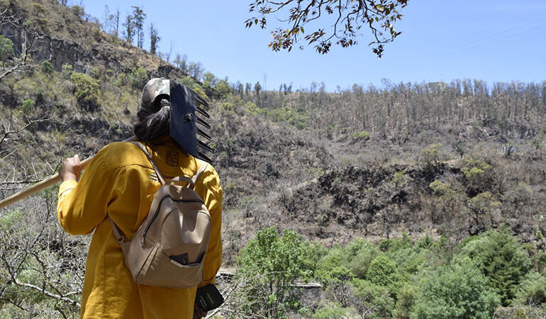 Incierto, arranque de reforestación 2024 en Michoacán: Cofom