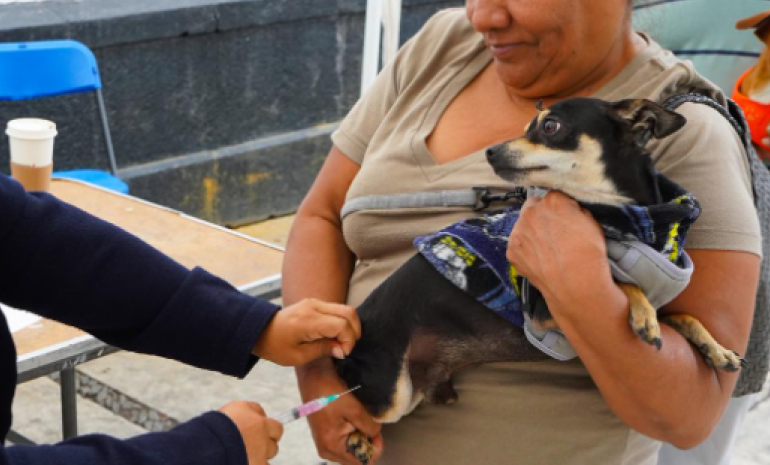 En Texcoco ponen en marcha jornada de vacunación antirrábica gratuita