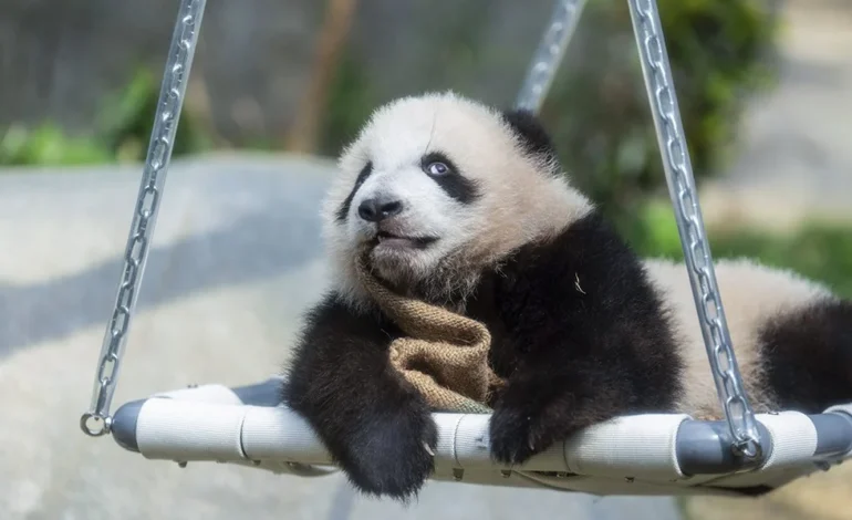 Cachorros de panda gemelos hacen su debut ante el público en Hong Kong