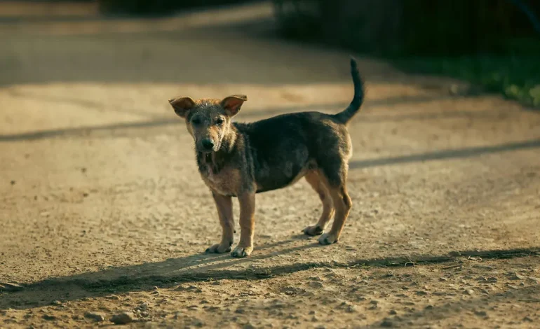 Inició FGE 208 carpetas de investigación por maltrato animal en 2024