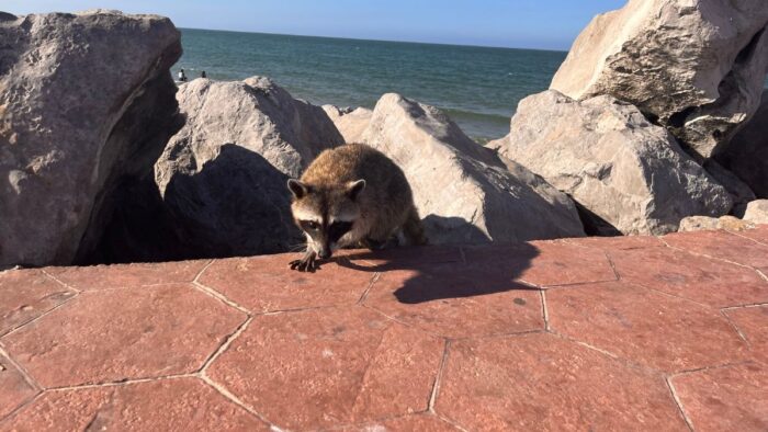 Tiernos mapaches llegan a las playas de Tampico