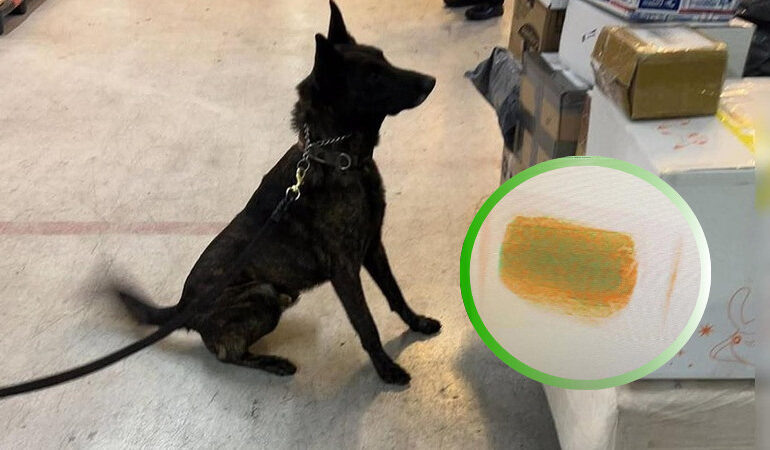 "Operación Perro Guardián: El binomio canino más efectivo revela en el AICM un importante cargamento ilegal procedente de Hong Kong, disfrazado de cosméticos"