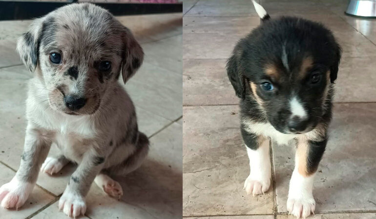 La Adopción en Foco: Morelia Vuelve a Conectar Vidas con El Corazón de la Feria de Adopción y Protección Animal